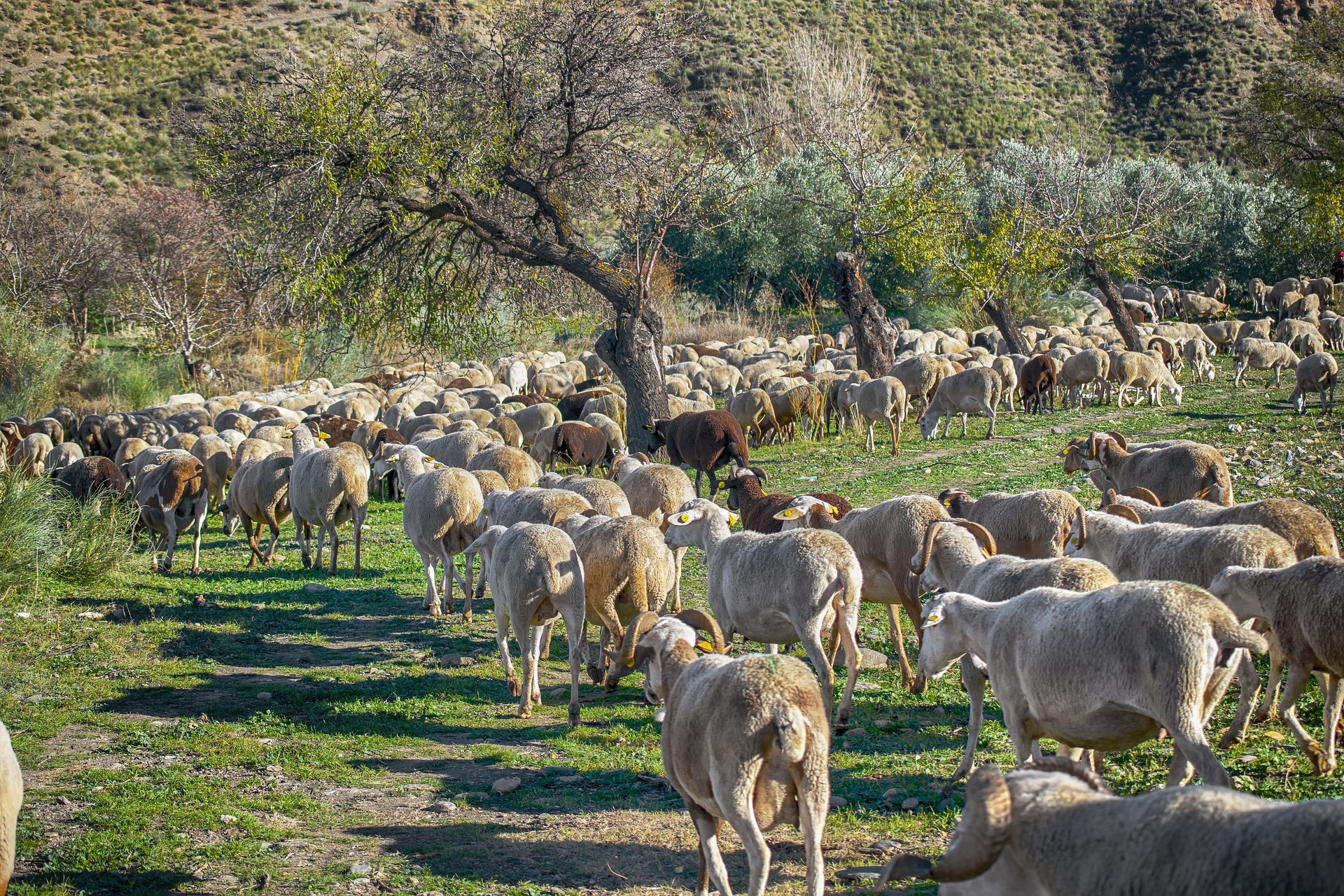 Ganadería ecológica